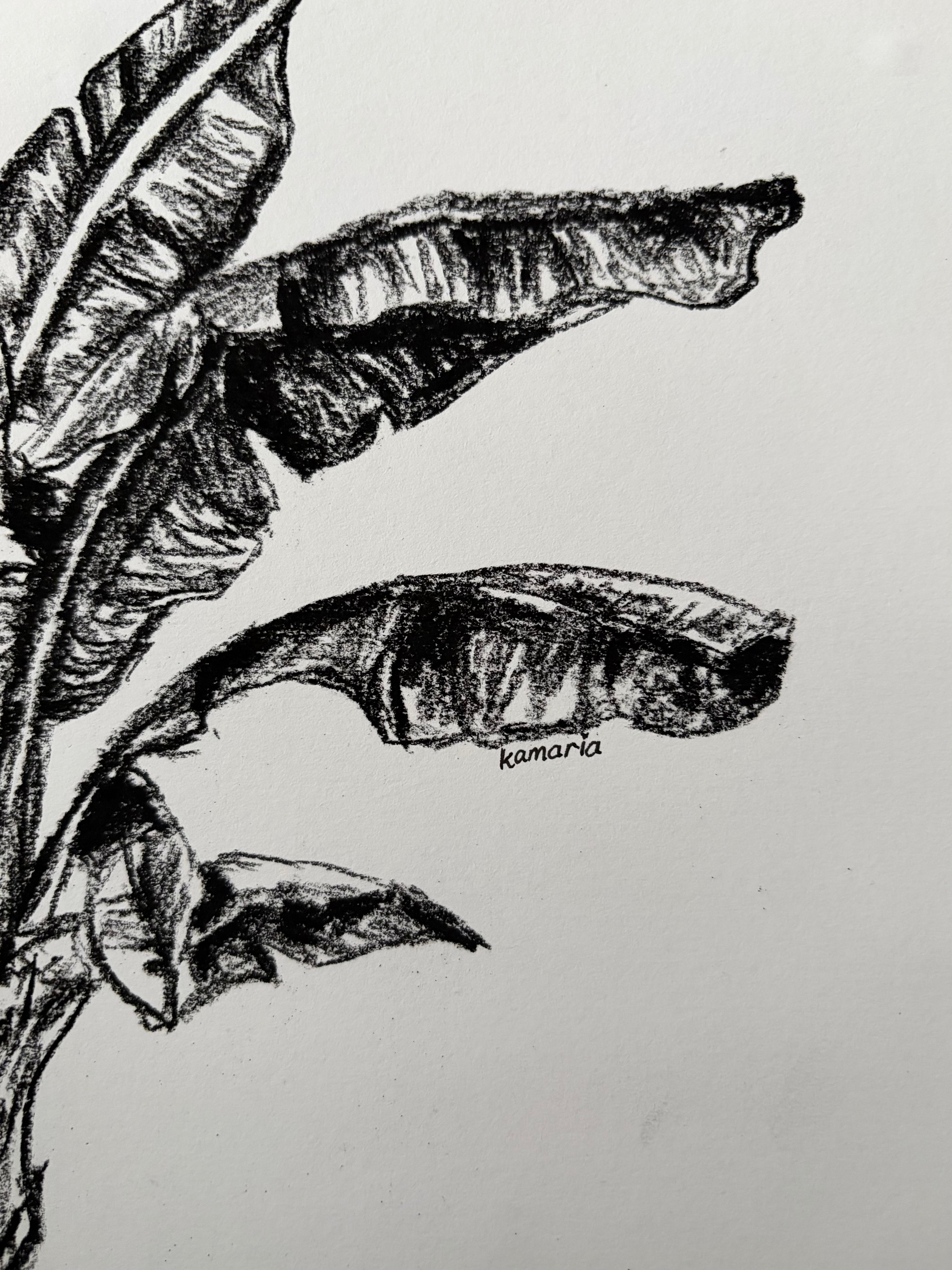 Banana Leaves A5 Charcoal (Limited Edition)