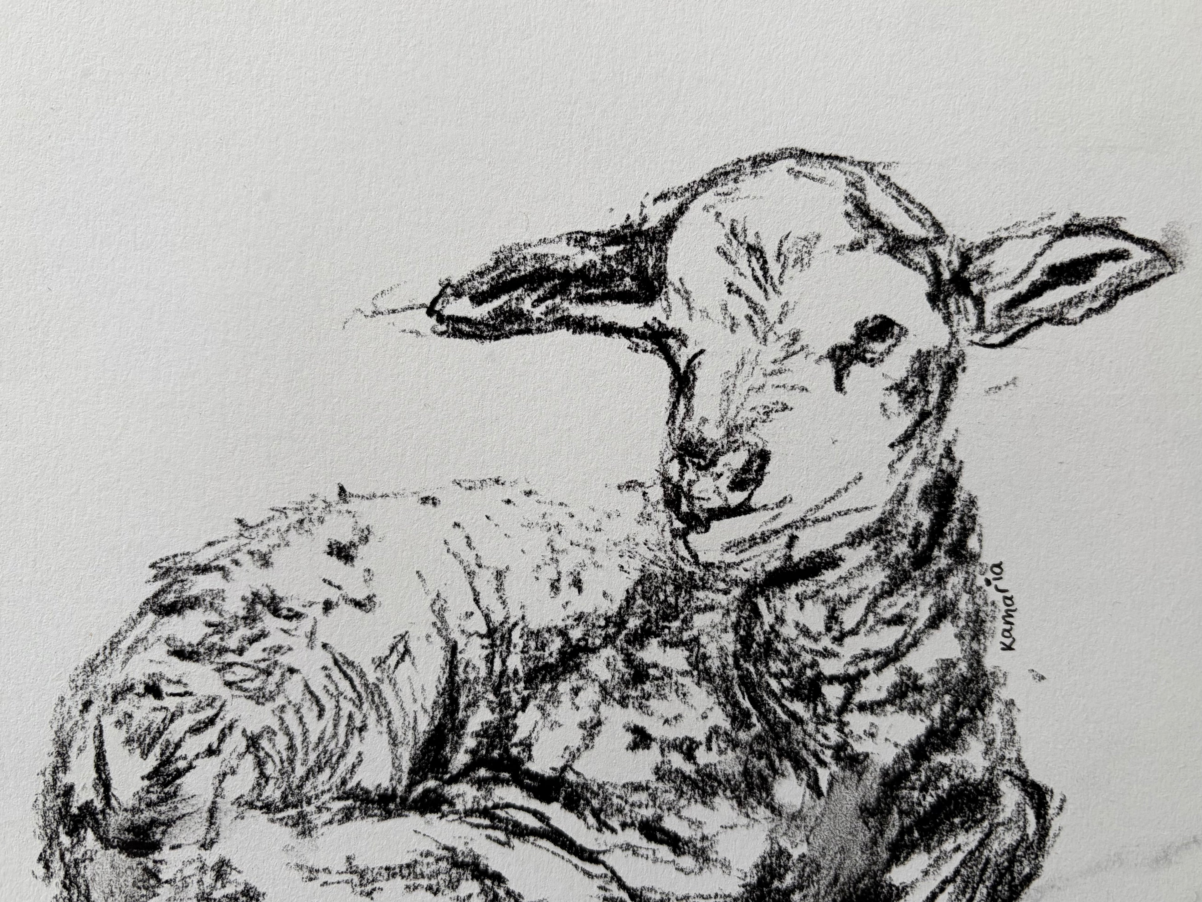 Lamb A5 Charcoal(Limited Edition)