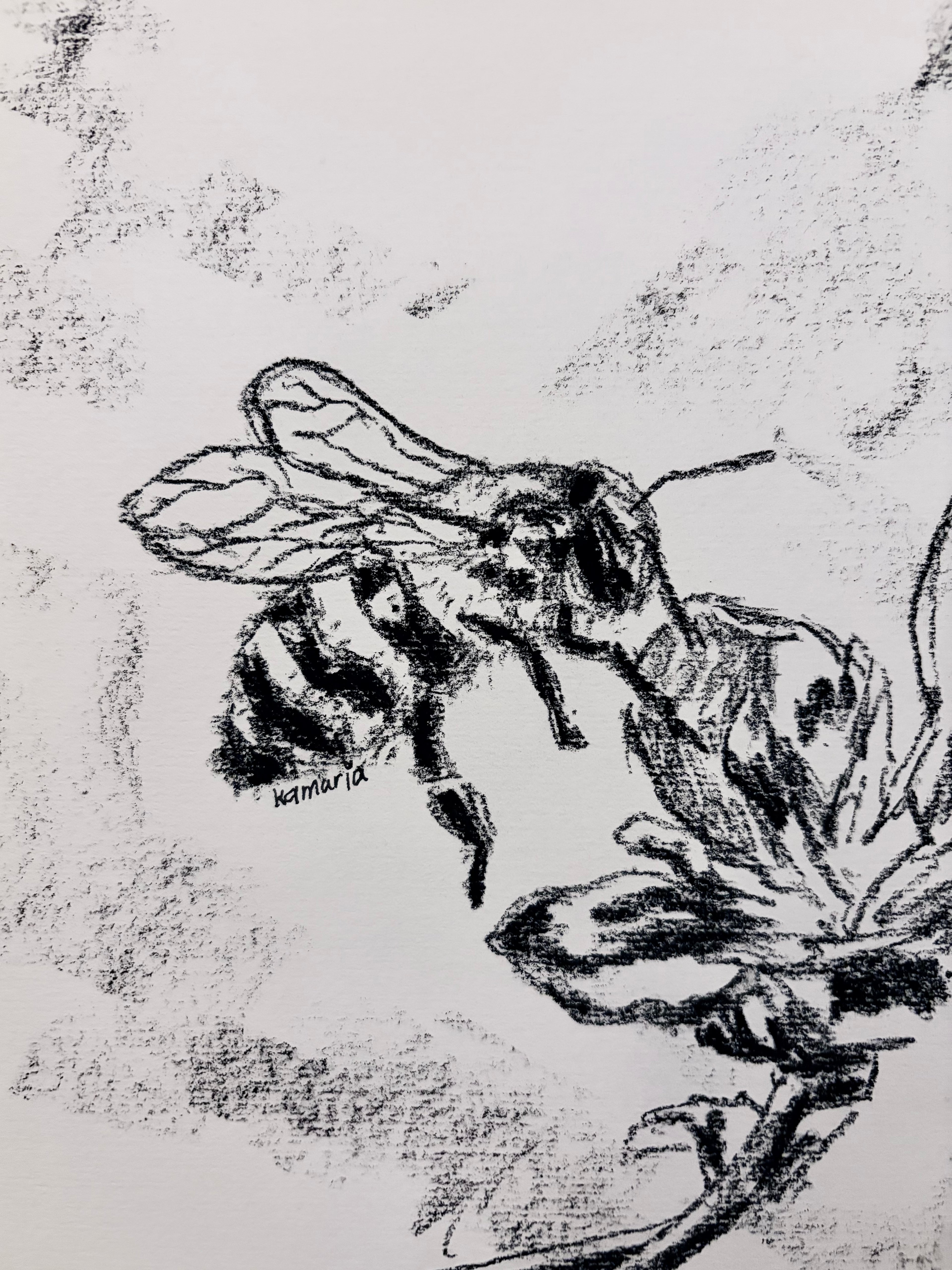 Bee A5 Charcoal(Limited Edition)